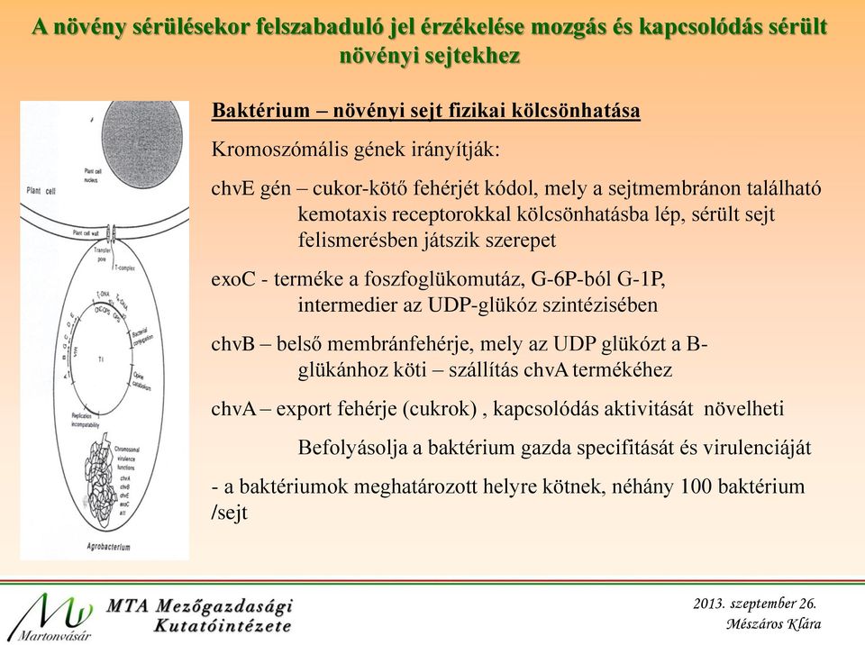 foszfoglükomutáz, G-6P-ból G-1P, intermedier az UDP-glükóz szintézisében chvb belső membránfehérje, mely az UDP glükózt a B- glükánhoz köti szállítás chva termékéhez chva