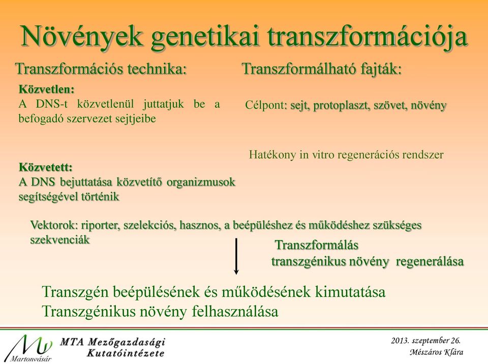 segítségével történik Hatékony in vitro regenerációs rendszer Vektorok: riporter, szelekciós, hasznos, a beépüléshez és működéshez