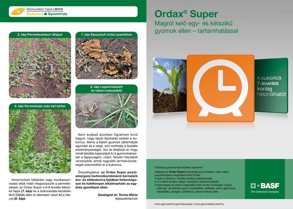 kép Permetezés után két héttel Amennyiben időjárási vagy munkaszervezési okok miatt megcsúszunk a permetezéssel, az Ordax Super a 6-8 leveles kétszikű fajok (7.