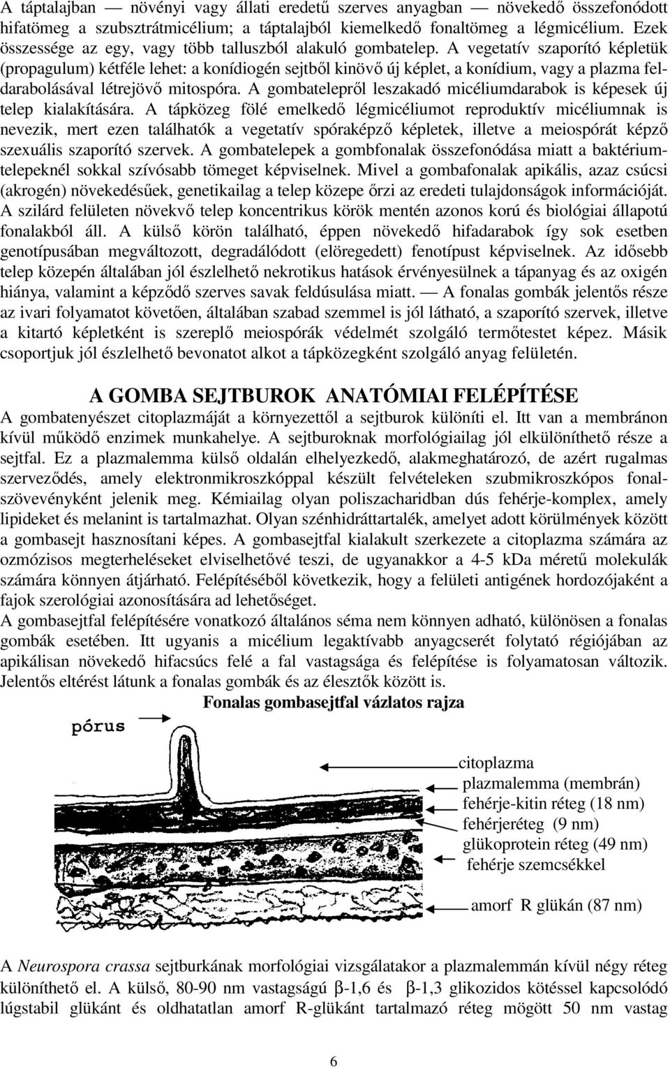 A vegetatív szaporító képletük (propagulum) kétféle lehet: a konídiogén sejtből kinövő új képlet, a konídium, vagy a plazma feldarabolásával létrejövő mitospóra.