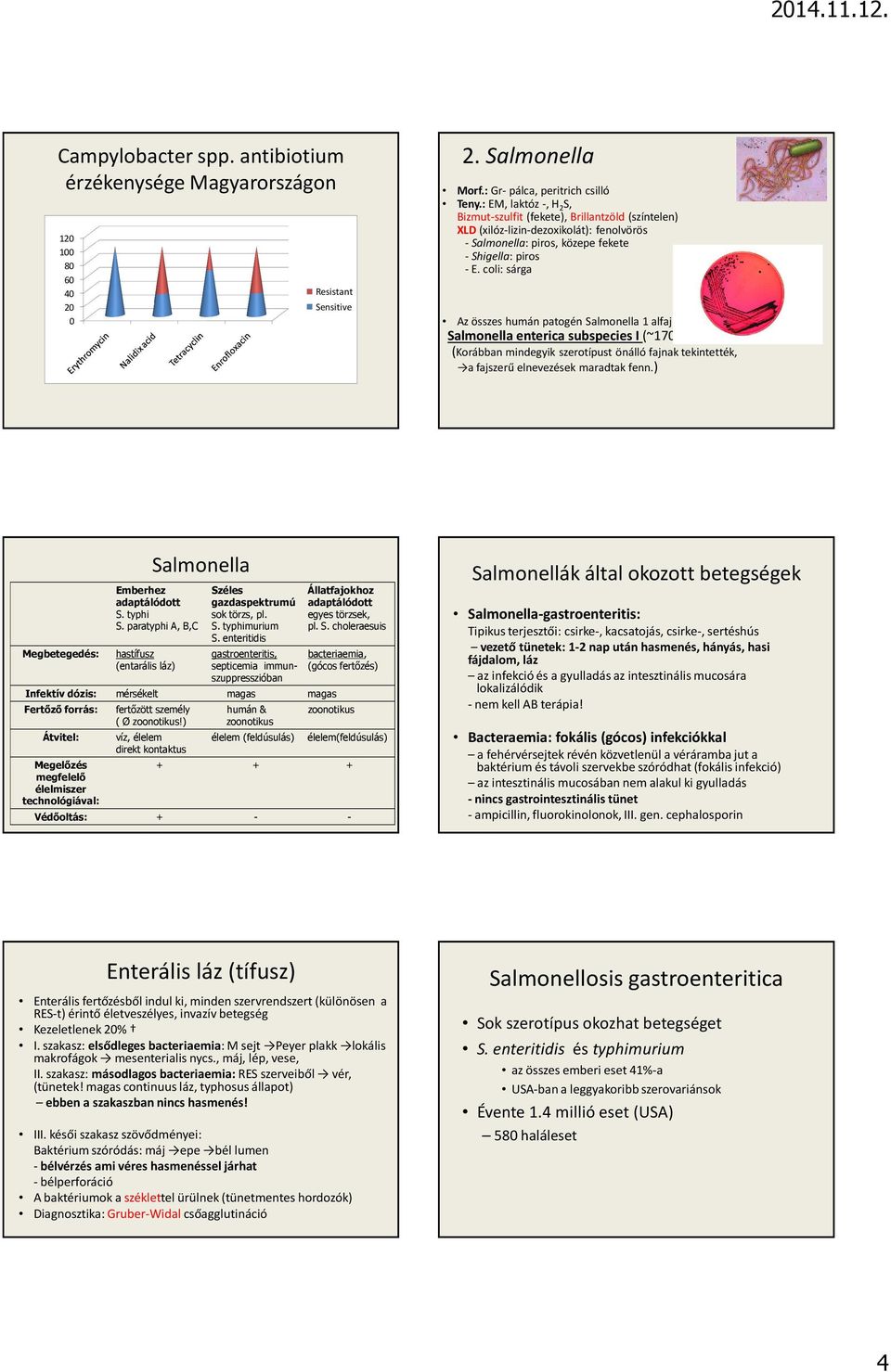 coli: sárga Az összes humán patogén Salmonella 1 alfajba tartozik: Salmonella enterica subspecies I (~1700 szerotípus) (Korábban mindegyik szerotípust önálló fajnak tekintették, a fajszerű