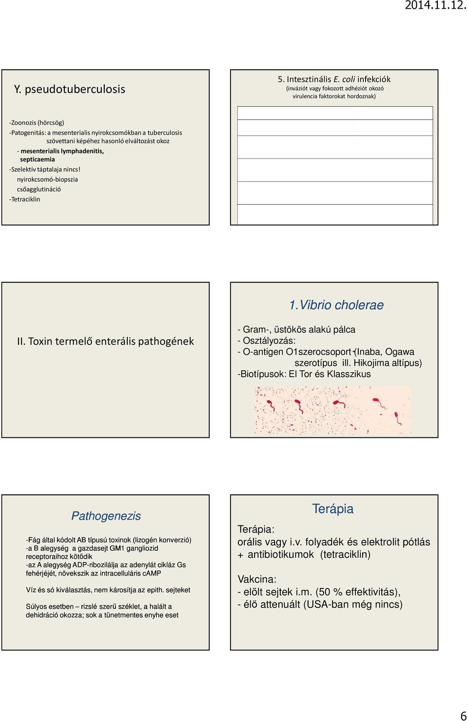 szövettani képéhez hasonló elváltozást okoz - mesenterialis lymphadenitis, septicaemia -Szelektív táptalaja nincs!