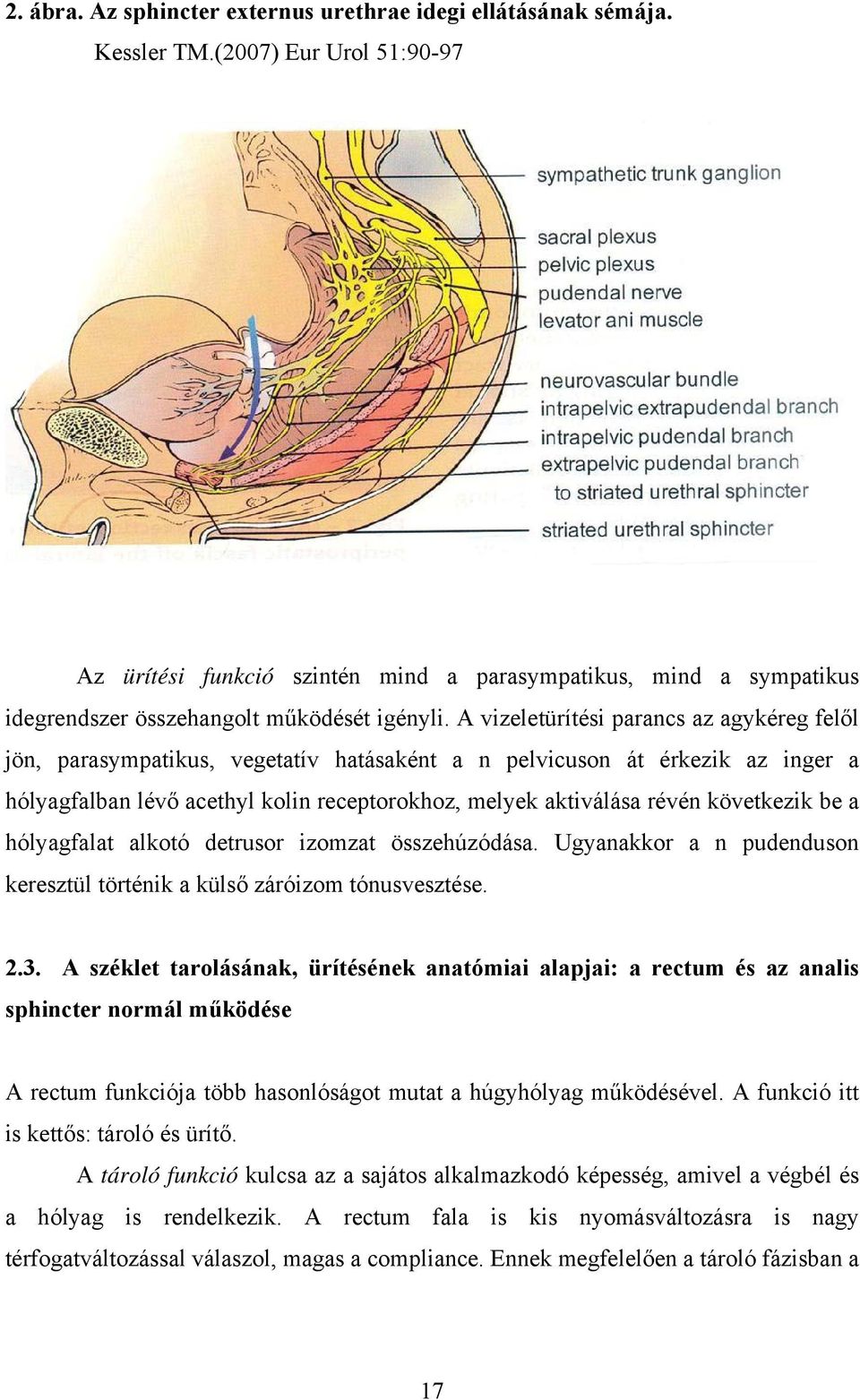 A vizeletürítési parancs az agykéreg felől jön, parasympatikus, vegetatív hatásaként a n pelvicuson át érkezik az inger a hólyagfalban lévő acethyl kolin receptorokhoz, melyek aktiválása révén
