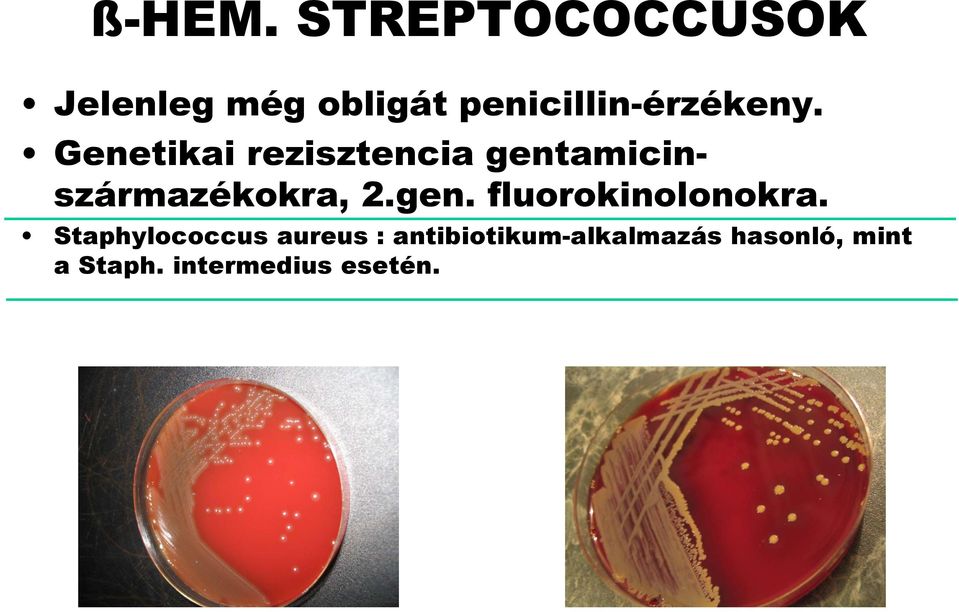 Genetikai rezisztencia gentamicinszármazékokra, 2.gen. fluorokinolonokra.