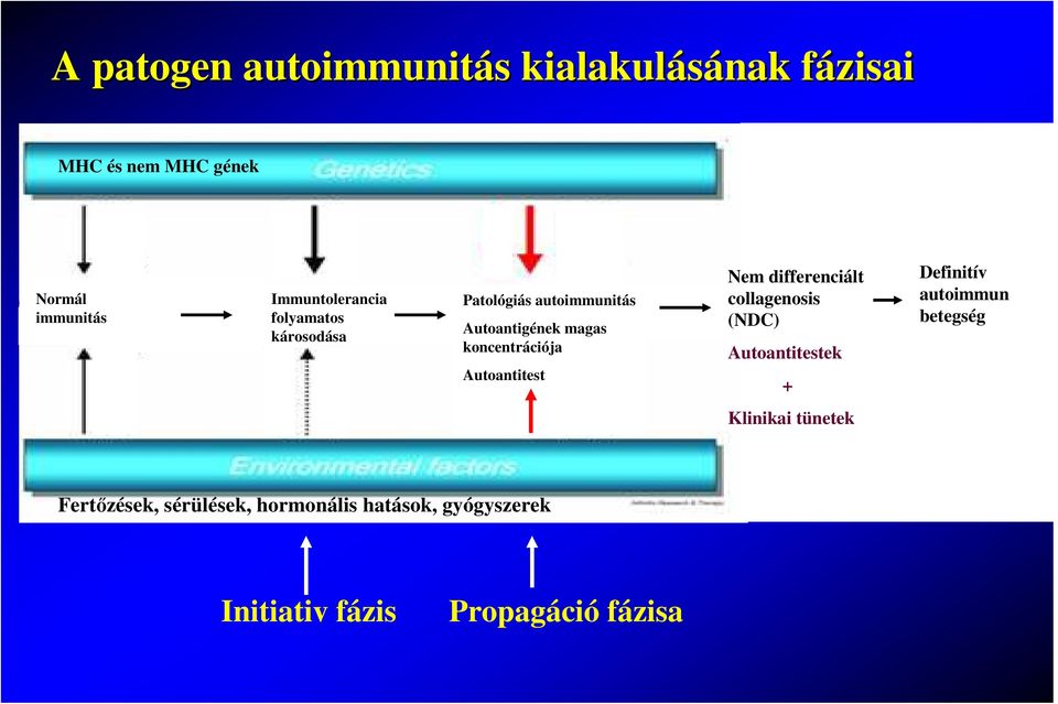koncentrációja Autoantitest Nem differenciált collagenosis (NDC) Autoantitestek + Definitív