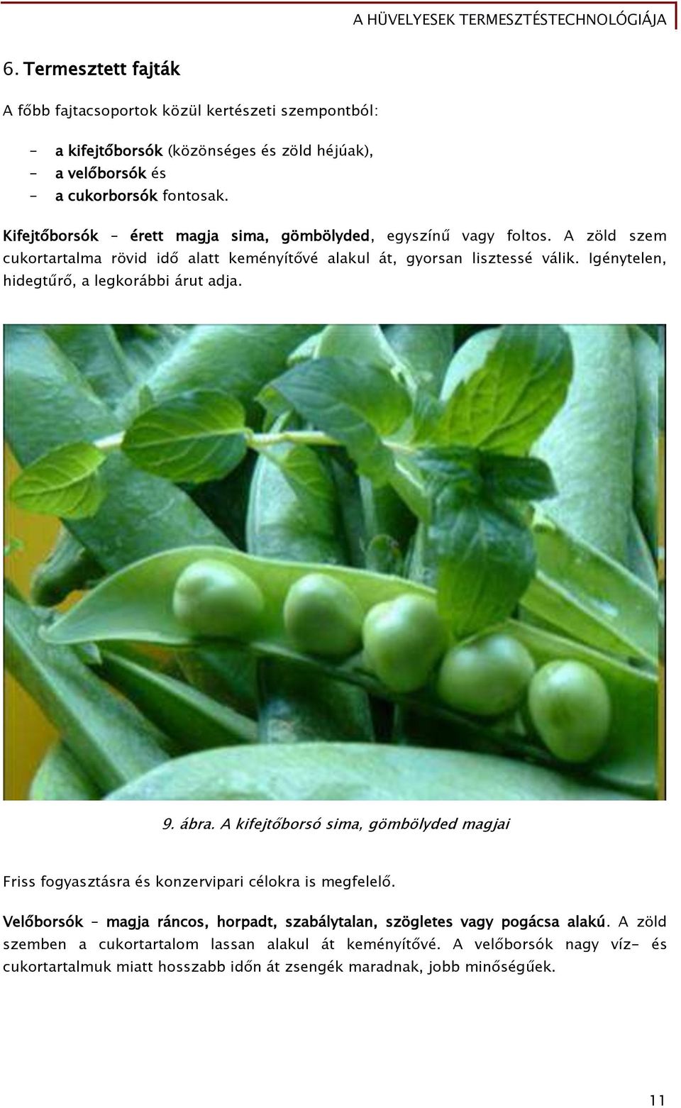 A hüvelyesek termesztéstechnológiája - PDF Ingyenes letöltés