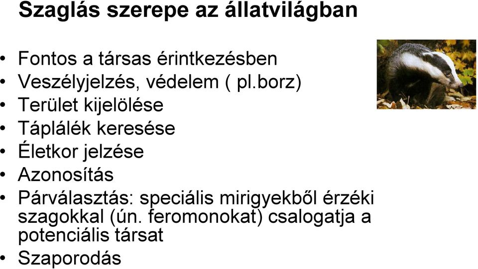 borz) Terület kijelölése Táplálék keresése Életkor jelzése