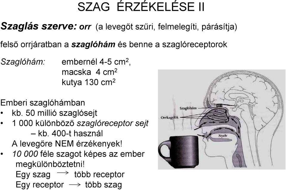 szaglóhámban kb. 50 millió szaglósejt 1 000 különböző szaglóreceptor sejt kb.
