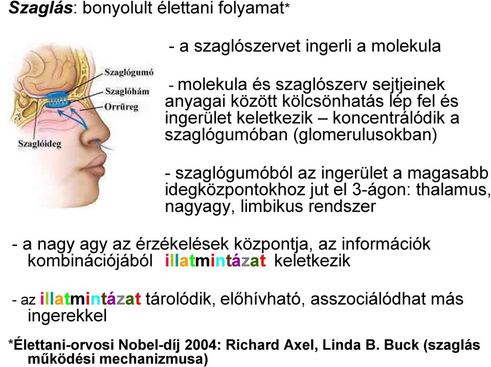 3-ágon: thalamus, nagyagy, limbikus rendszer -a nagy agy az érzékelések központja, az információk kombinációjából illatmintázat keletkezik -az