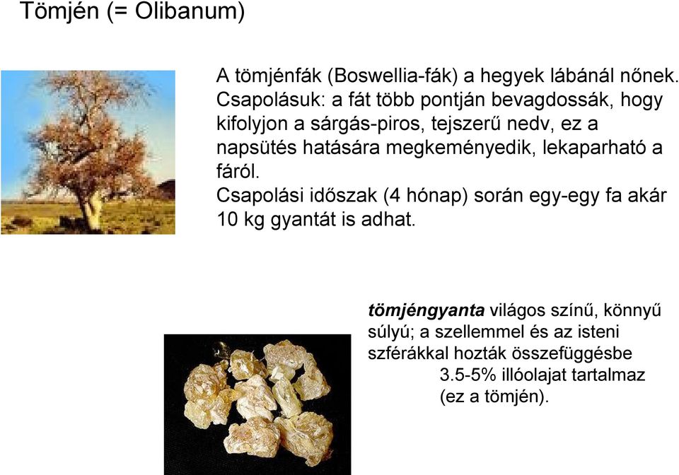 hatására megkeményedik, lekaparható a fáról.