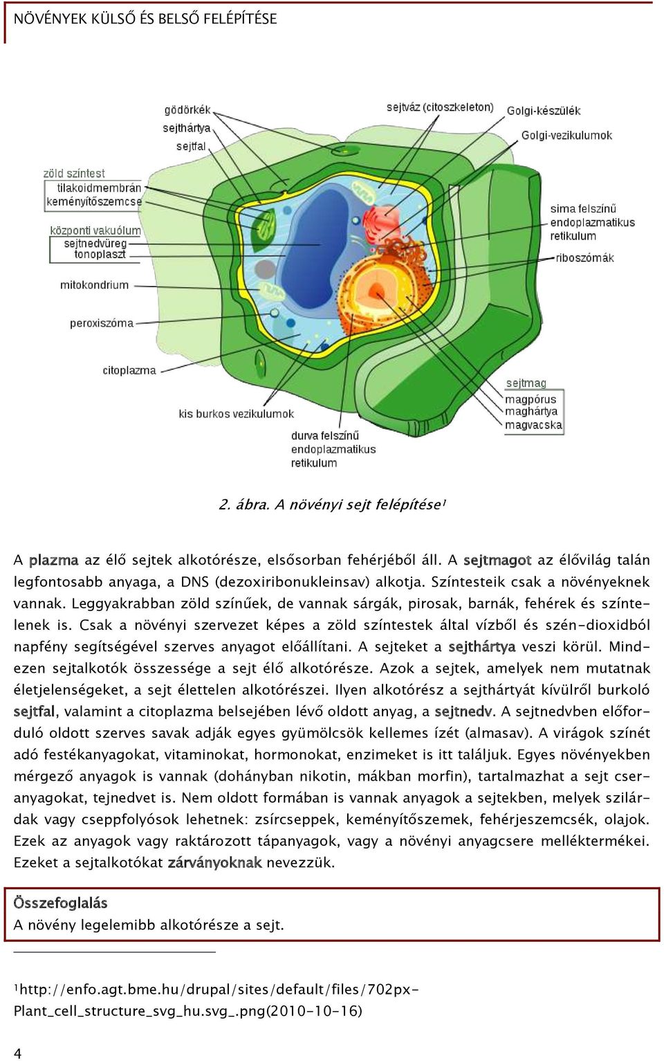 NÖVÉNYEK KÜLSŐ ÉS BELSŐ FELÉPÍTÉSE - PDF Free Download