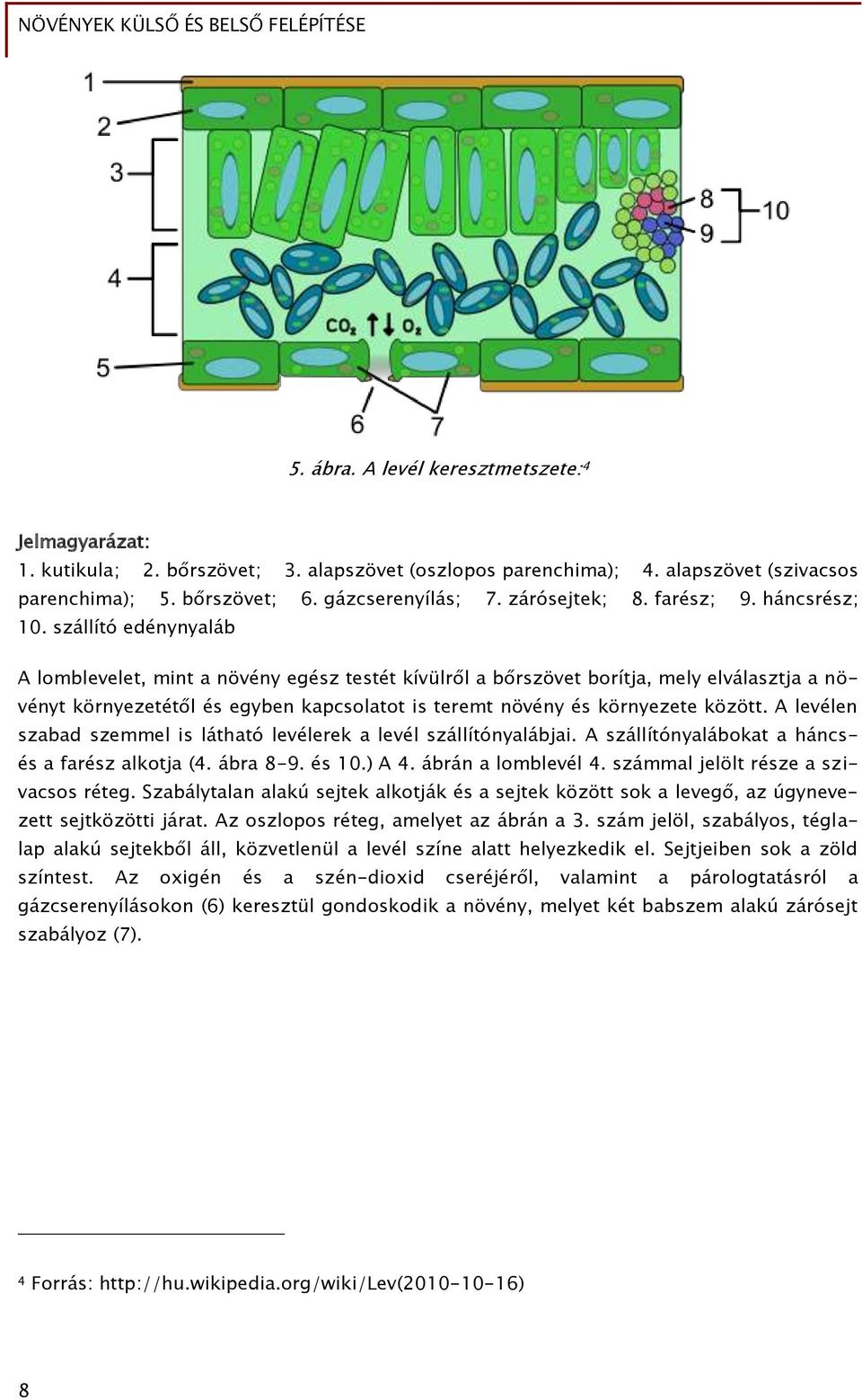 szállító edénynyaláb A lomblevelet, mint a növény egész testét kívülről a bőrszövet borítja, mely elválasztja a növényt környezetétől és egyben kapcsolatot is teremt növény és környezete között.