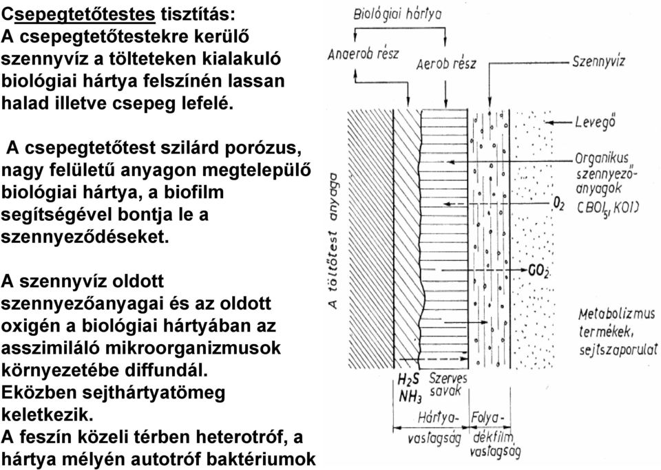 A csepegtetőtest szilárd porózus, nagy felületű anyagon megtelepülő biológiai hártya, a biofilm segítségével bontja le a