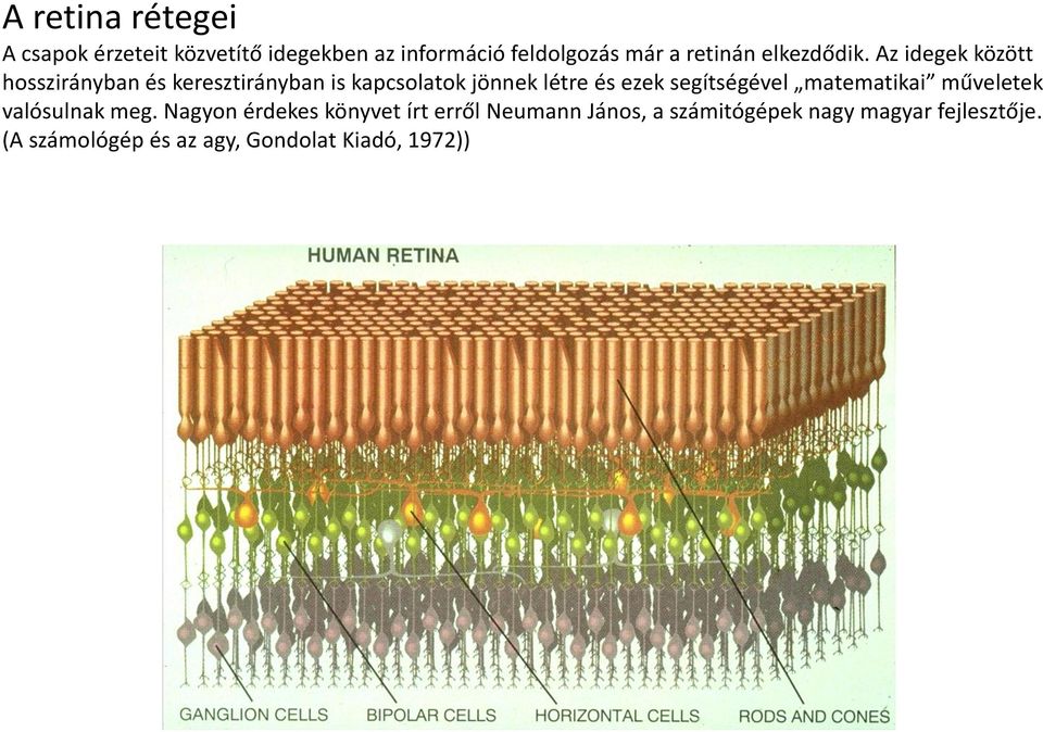Az idegek között hosszirányban és keresztirányban is kapcsolatok jönnek létre és ezek