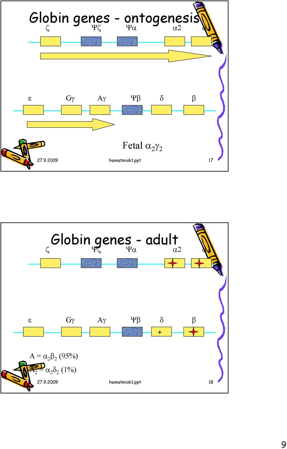 ppt 17 Globin genes - adult ζ Ψζ Ψα α2 α1 ε Gγ Aγ Ψβ