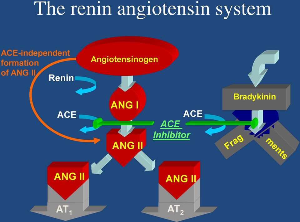Renin Angiotensinogen ACE ANG I ANG II