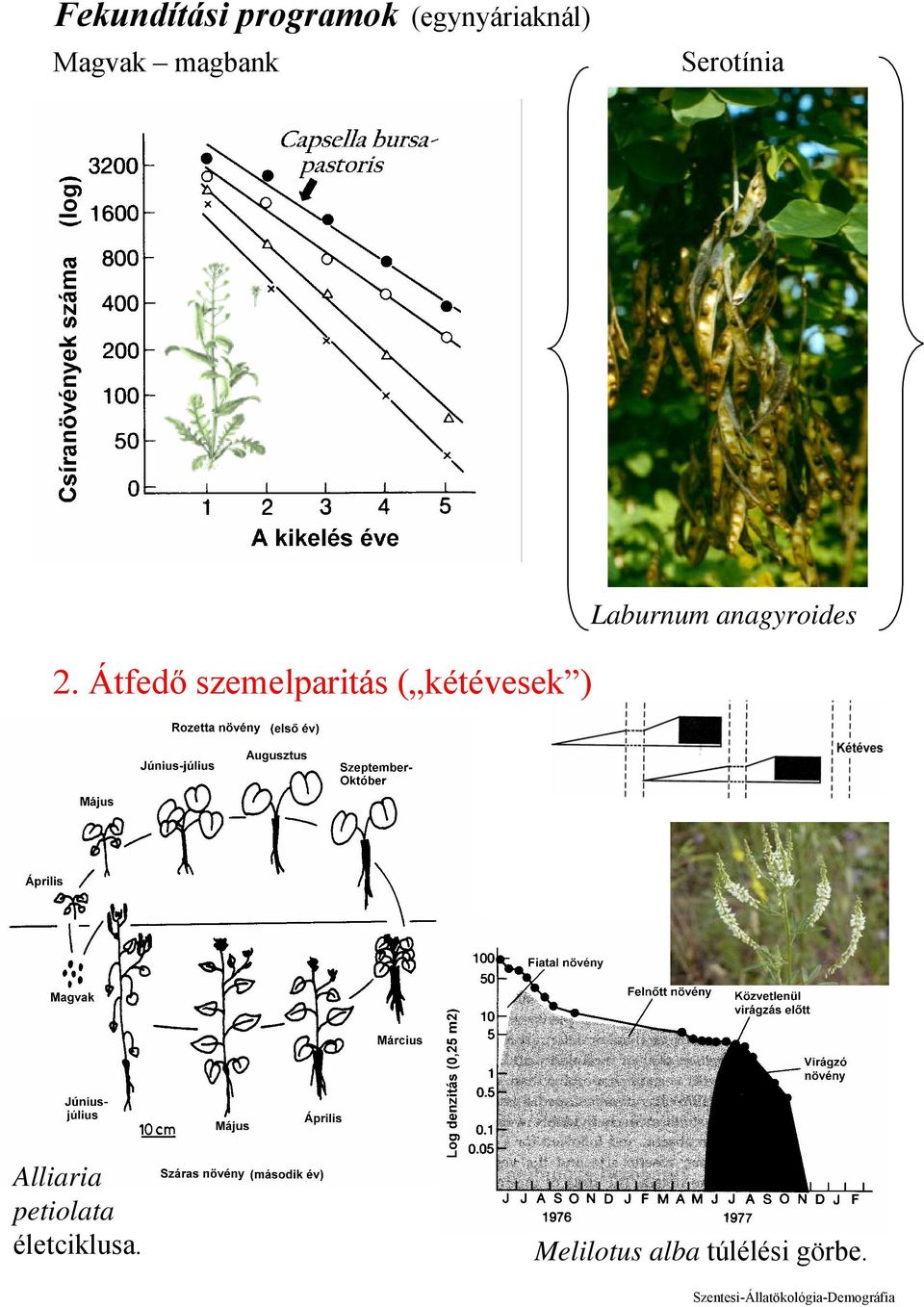 Átfedő szemelparitás ( kétévesek ) Laburnum