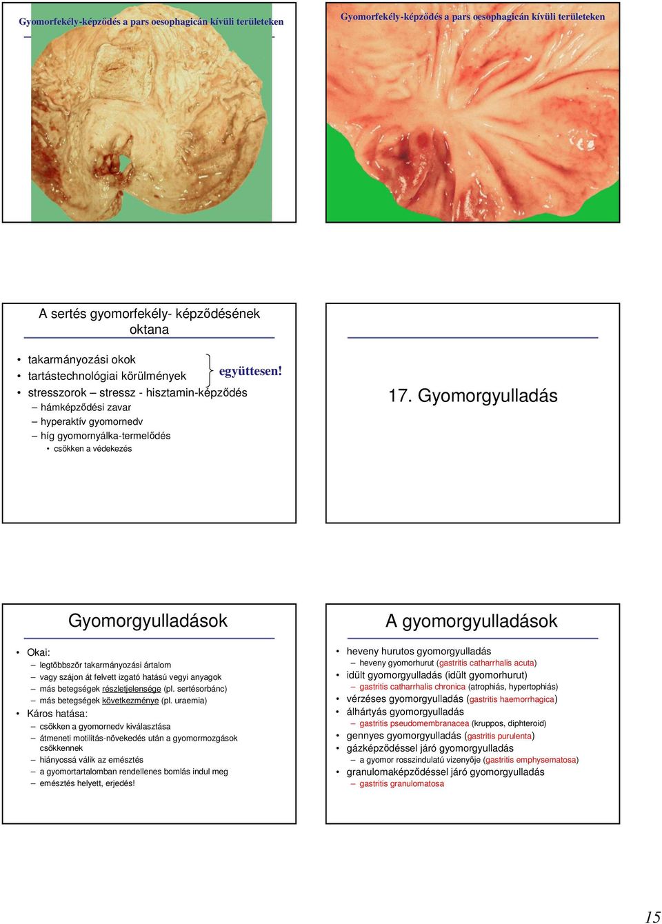 Gyomorgyulladás Gyomorgyulladások Okai: legtöbbször takarmányozási ártalom vagy szájon át felvett izgató hatású vegyi anyagok más betegségek részletjelensége (pl.