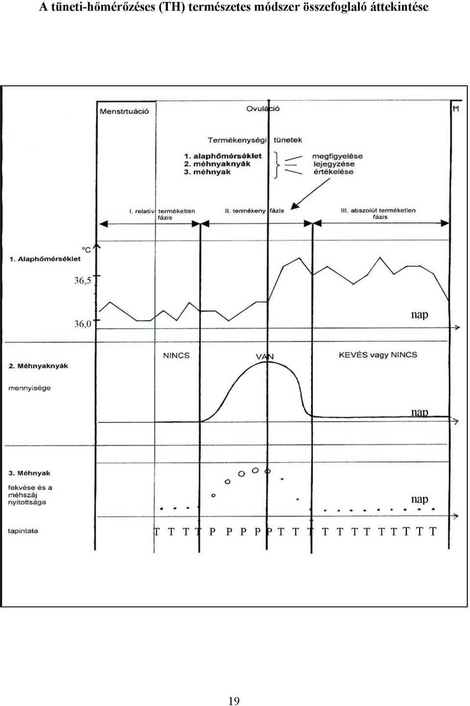 áttekintése 36,5 36,0 nap nap nap