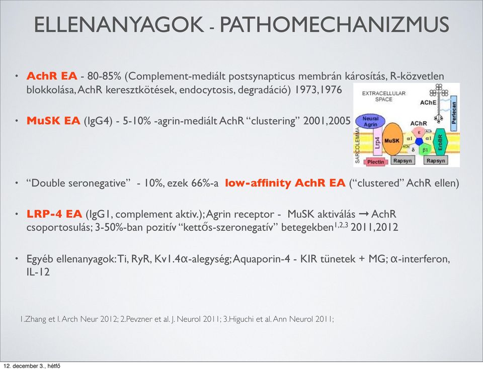 LRP-4 EA (IgG1, complement aktiv.