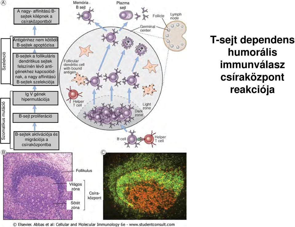 kapcsolódnak, a nagy affinitású B-sejtek szelekciója Ig V gének hipermutációja B-sejt proliferáció B-sejtek aktivációja