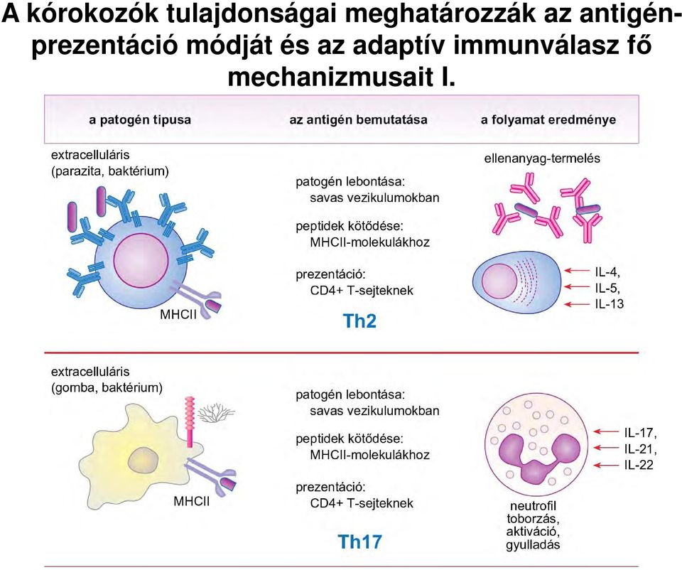 antigénprezentáció módját és