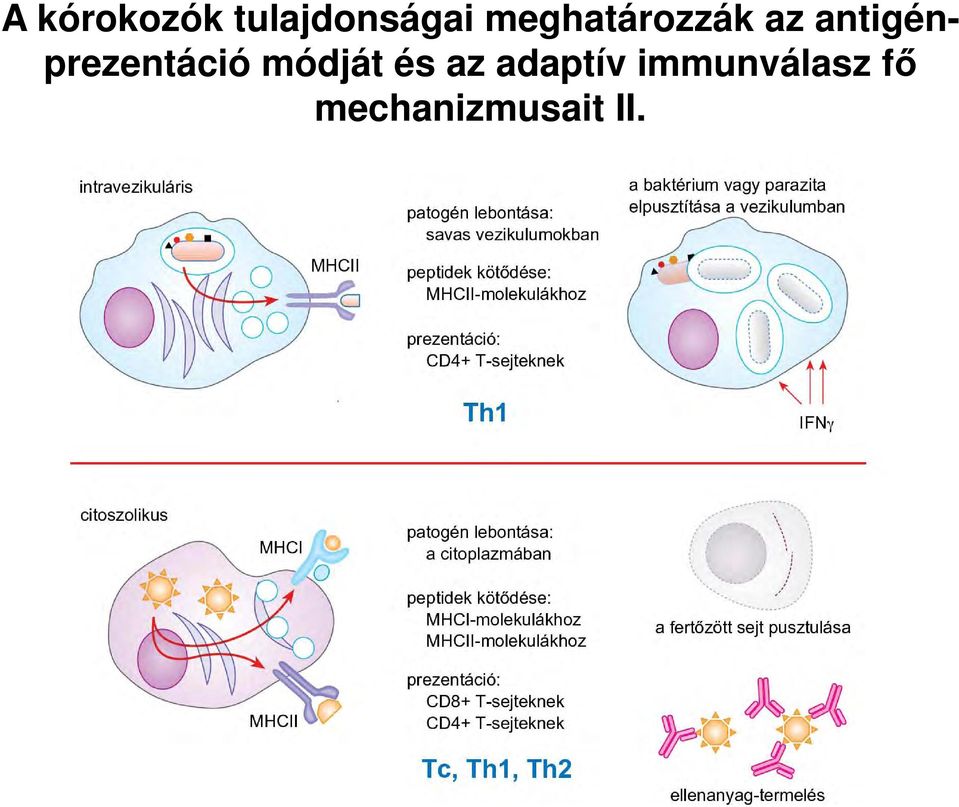 antigénprezentáció módját és