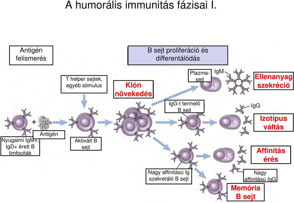 stimulus Klón növekedés Plazmasejt Ellenanyag szekréció Antigén Nyugalmi IgM+, IgD+