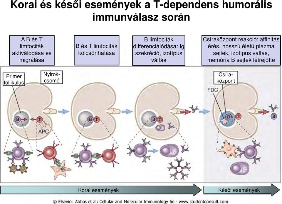 szekréció, izotípus váltás Csíraközpont reakció: affinitás érés, hosszú életű plazma sejtek,