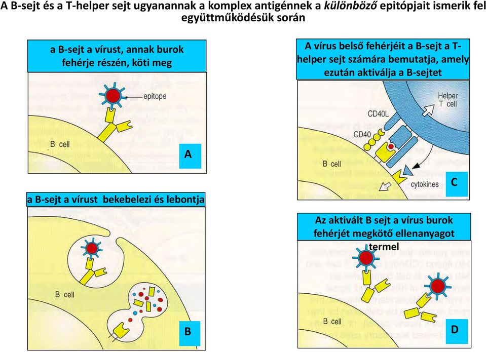 fehérjéit a B sejt a T helper sejt számára bemutatja, amely ezután aktiválja a B sejtet A a B sejt