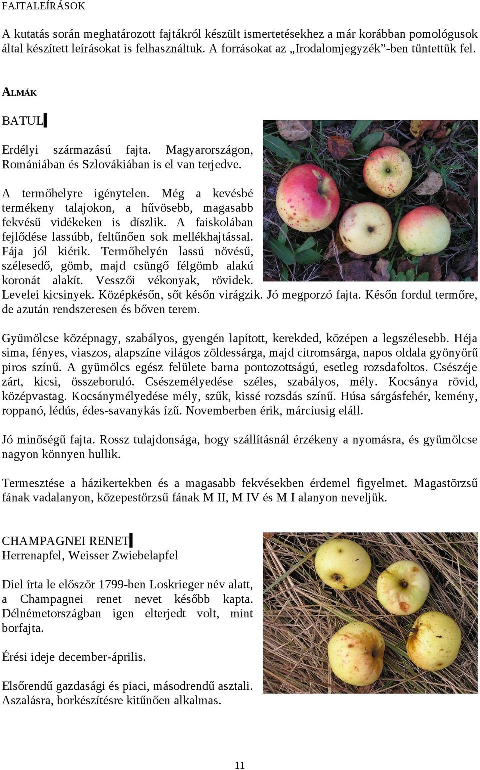 Még a kevésbé termékeny talajokon, a hűvösebb, magasabb fekvésű vidékeken is díszlik. A faiskolában fejlődése lassúbb, feltűnően sok mellékhajtással. Fája jól kiérik.