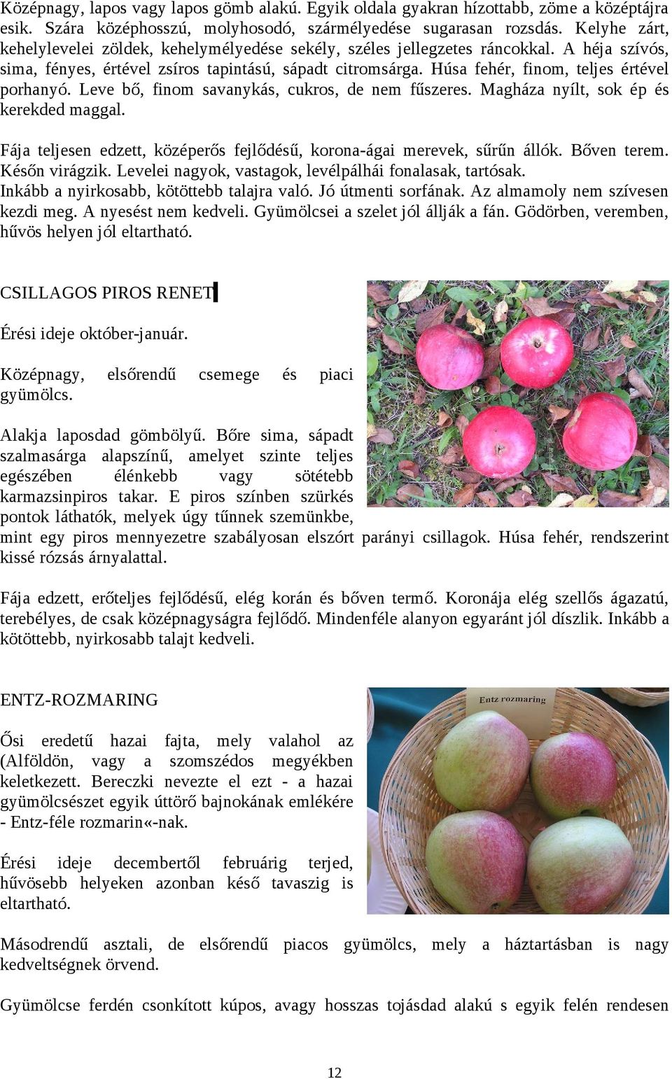 Húsa fehér, finom, teljes értével porhanyó. Leve bő, finom savanykás, cukros, de nem fűszeres. Magháza nyílt, sok ép és kerekded maggal.