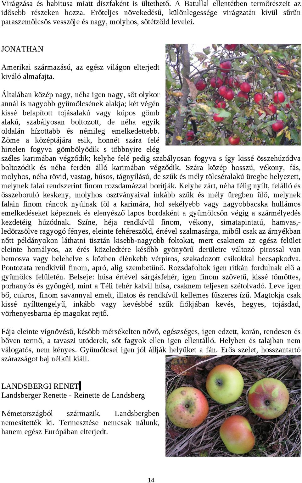Általában közép nagy, néha igen nagy, sőt olykor annál is nagyobb gyümölcsének alakja; két végén kissé belapított tojásalakú vagy kúpos gömb alakú, szabályosan boltozott, de néha egyik oldalán