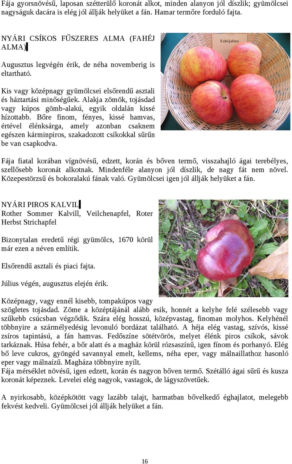 Alakja zömök, tojásdad vagy kúpos gömb-alakú, egyik oldalán kissé hízottabb.