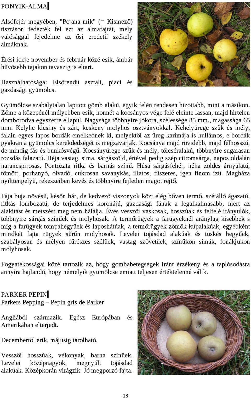 Gyümölcse szabálytalan lapított gömb alakú, egyik felén rendesen hízottabb, mint a másikon.