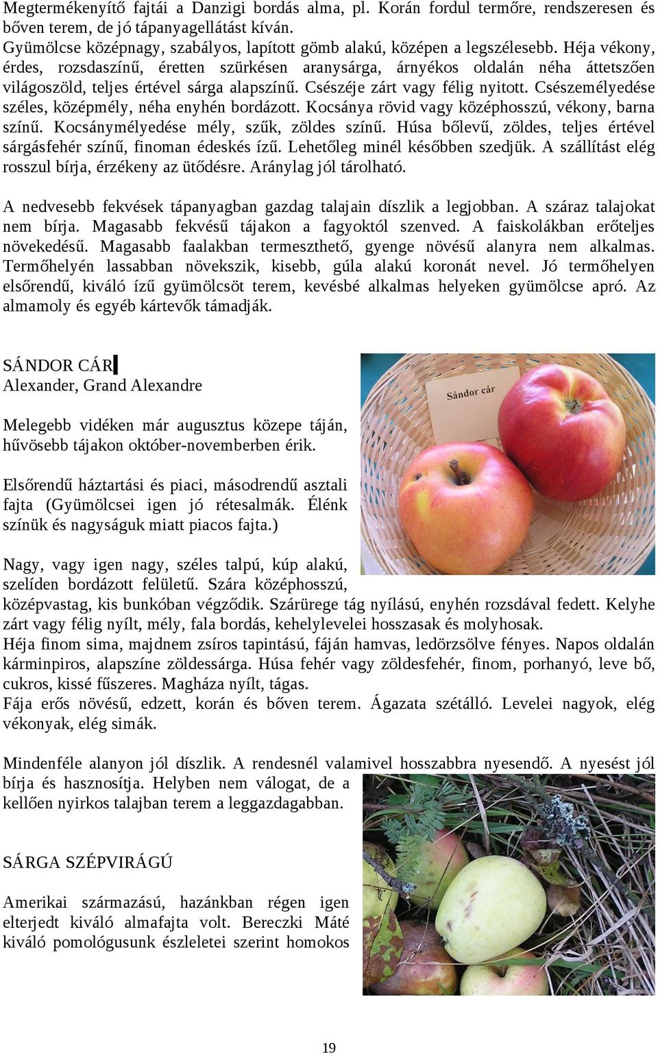 Héja vékony, érdes, rozsdaszínű, éretten szürkésen aranysárga, árnyékos oldalán néha áttetszően világoszöld, teljes értével sárga alapszínű. Csészéje zárt vagy félig nyitott.