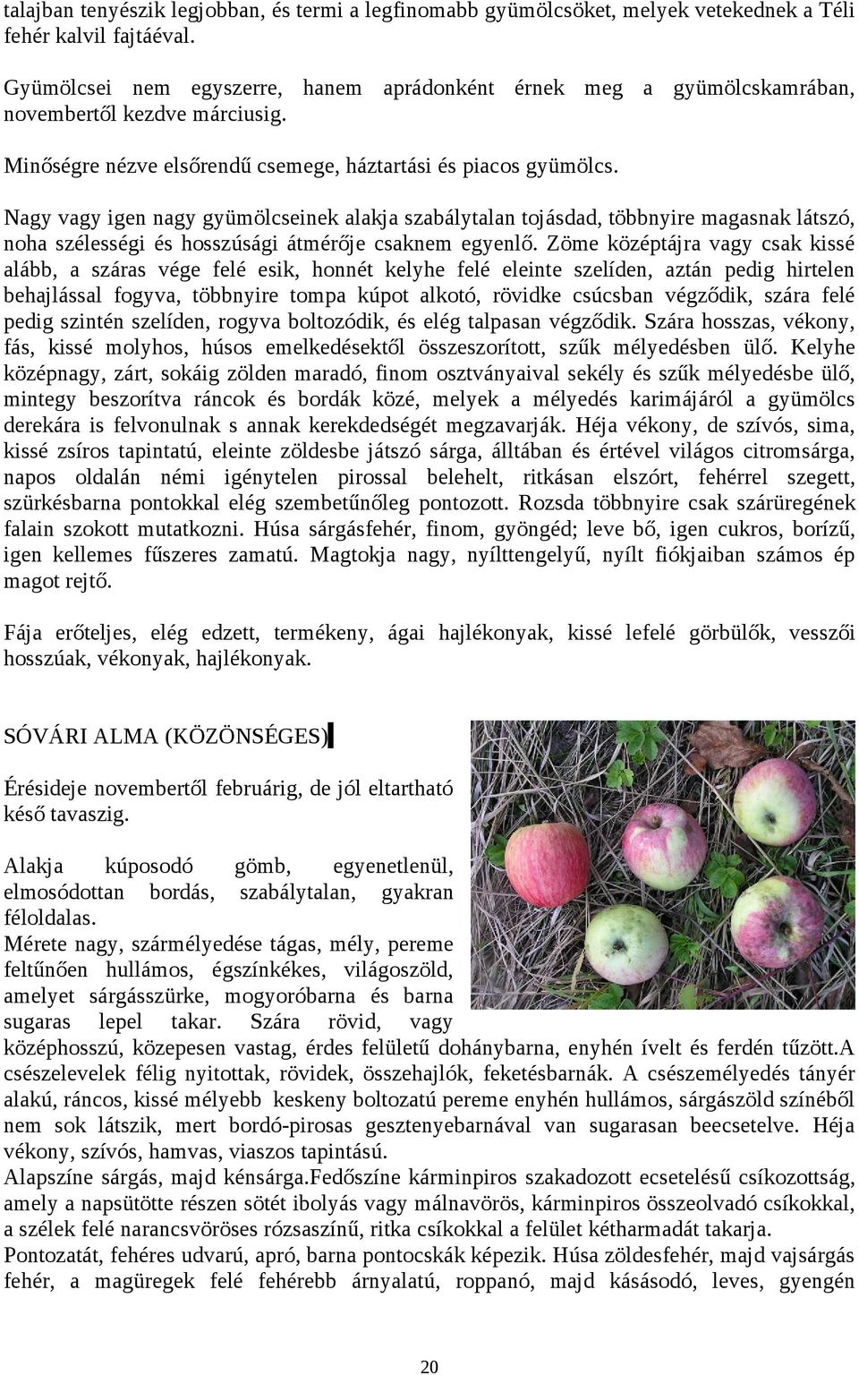 Nagy vagy igen nagy gyümölcseinek alakja szabálytalan tojásdad, többnyire magasnak látszó, noha szélességi és hosszúsági átmérője csaknem egyenlő.