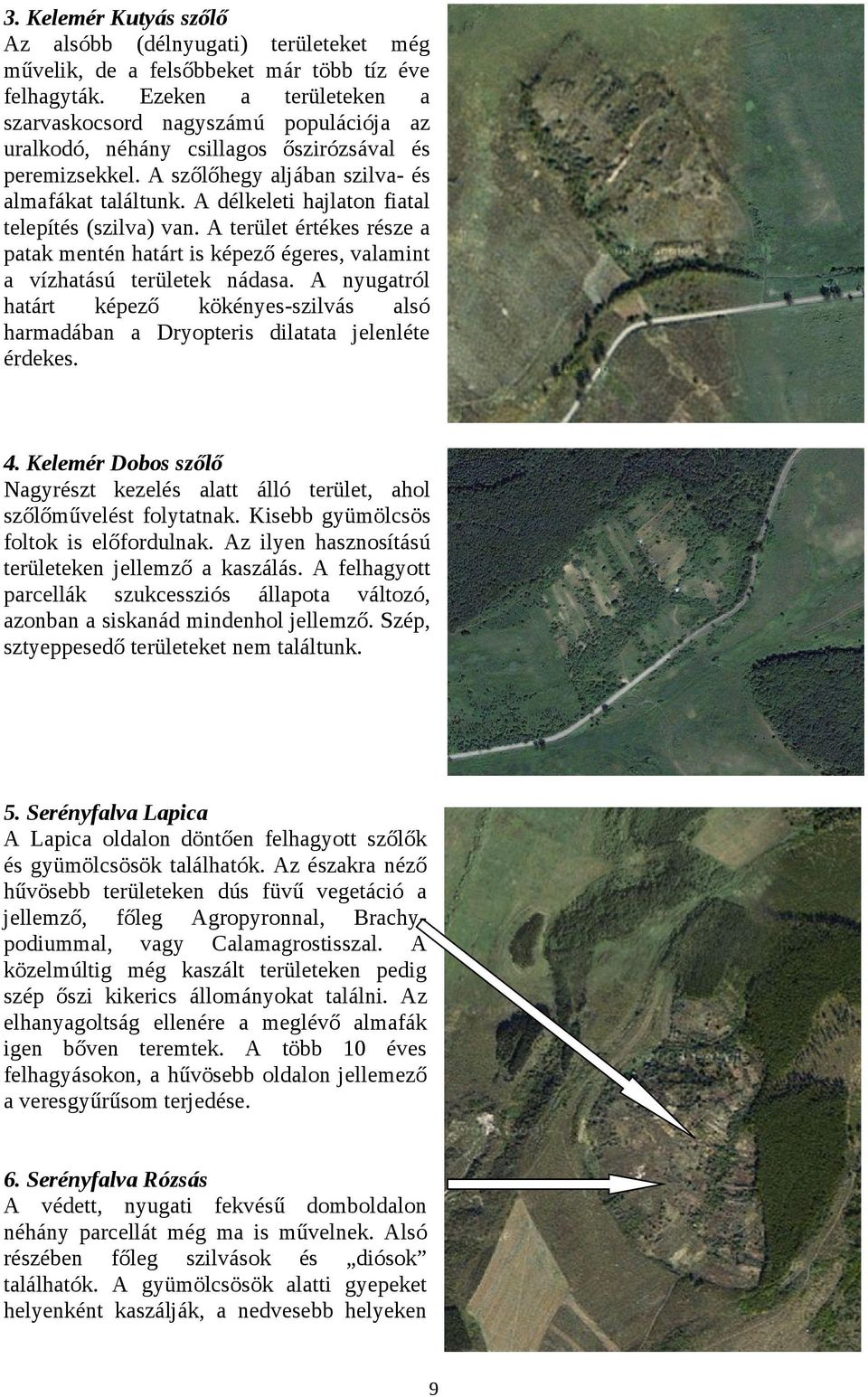 A délkeleti hajlaton fiatal telepítés (szilva) van. A terület értékes része a patak mentén határt is képező égeres, valamint a vízhatású területek nádasa.
