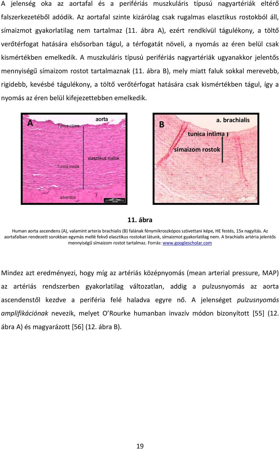 ábra A), ezért rendkívül tágulékony, a töltő verőtérfogat hatására elsősorban tágul, a térfogatát növeli, a nyomás az éren belül csak kismértékben emelkedik.