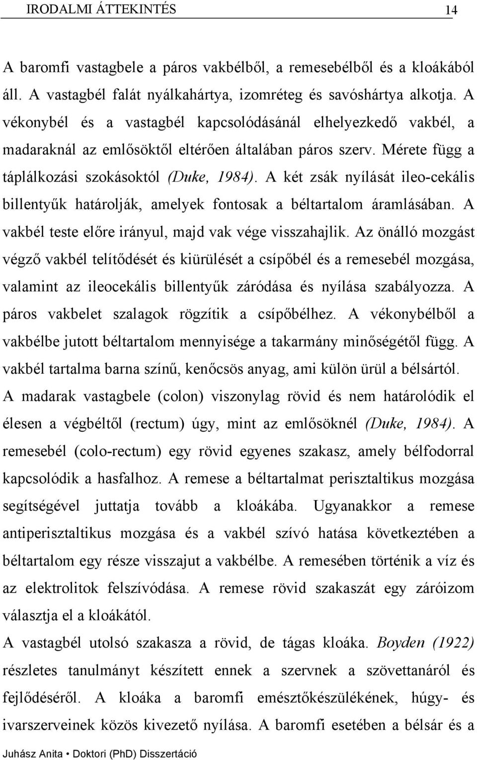 A két zsák nyílását ileo-cekális billentyűk határolják, amelyek fontosak a béltartalom áramlásában. A vakbél teste előre irányul, majd vak vége visszahajlik.