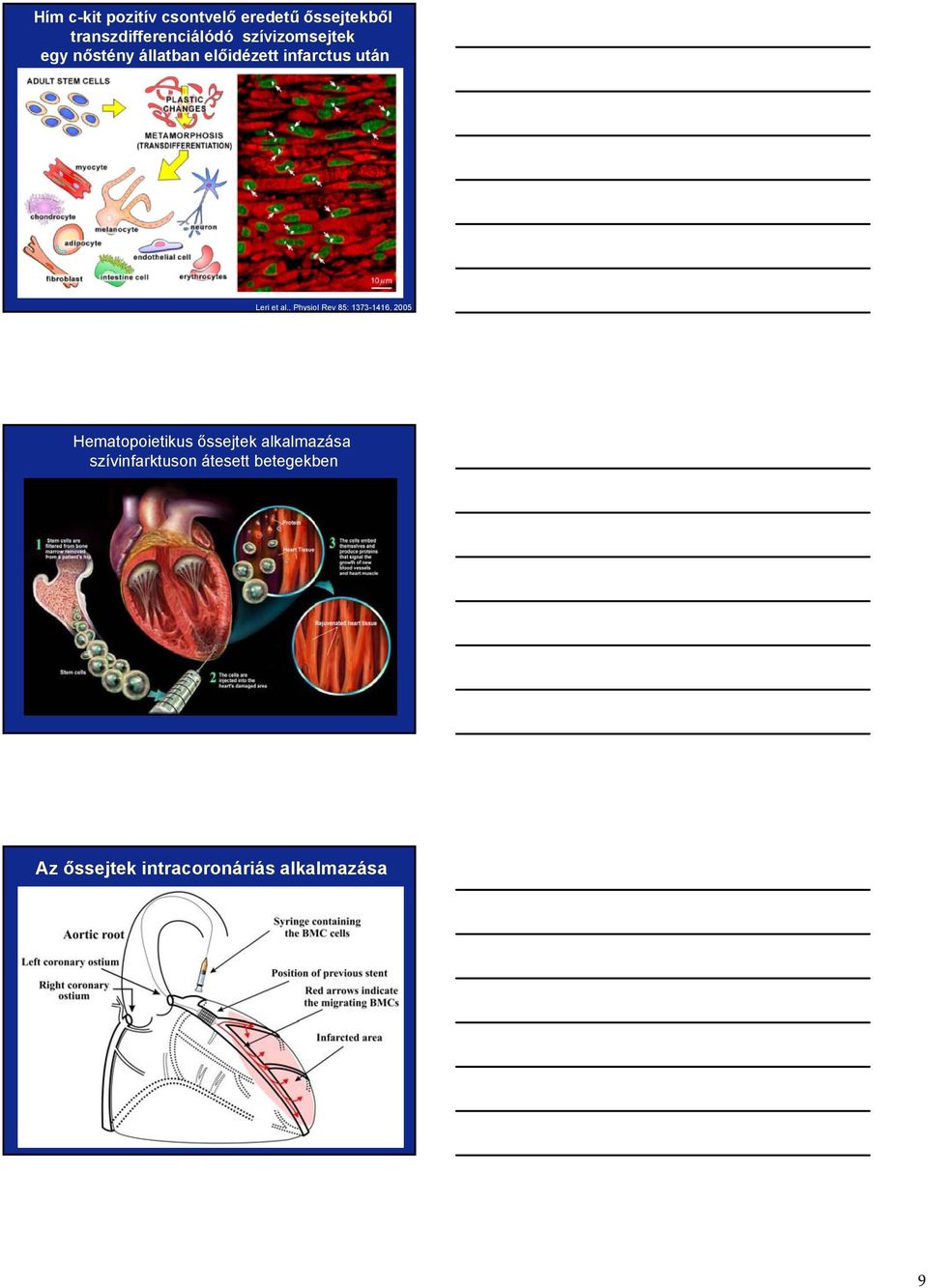 , Physiol Rev 85: 1373-1416, 2005 Hematopoietikus őssejtek alkalmazása