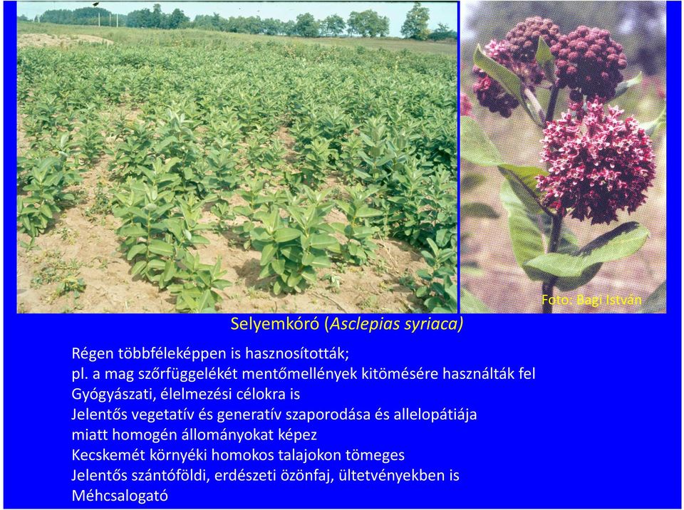 Jelentős vegetatív és generatív szaporodása és allelopátiája miatt homogén állományokat képez