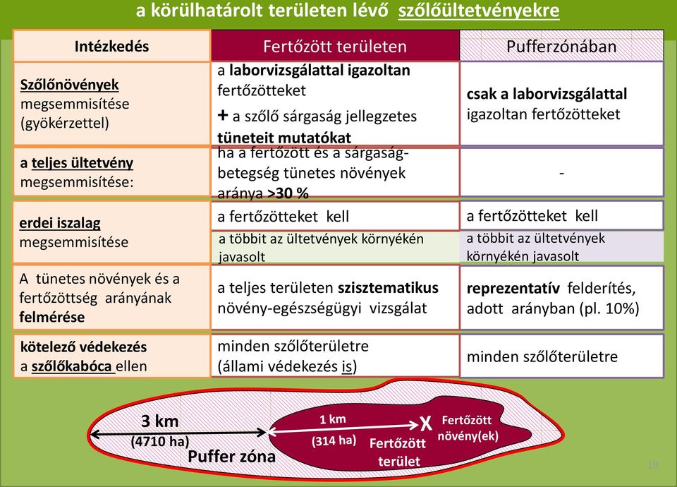 fertőzött és a sárgaságbetegség tünetes növények aránya >30 % a fertőzötteket kell a többit az ültetvények környékén javasolt a teljes területen szisztematikus növény-egészségügyi vizsgálat minden