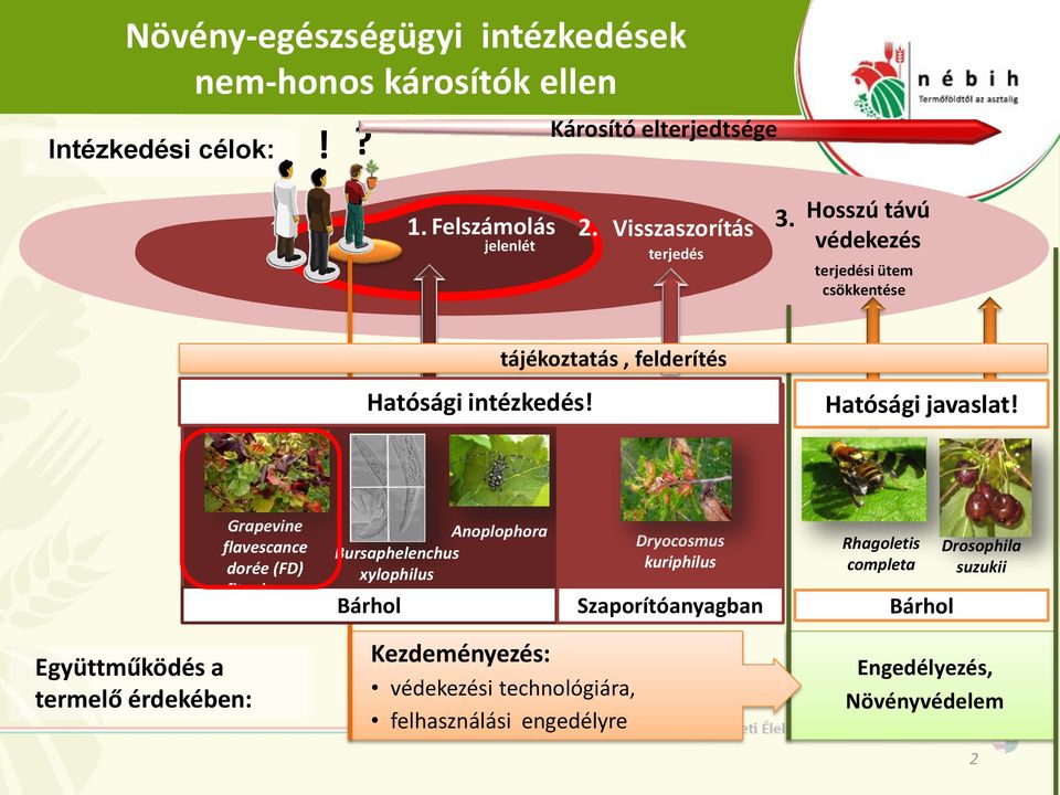 Grapevine flavescance dorée (FD) fitoplazma Anoplophora Bursaphelenchus xylophilus Bárhol Dryocosmus kuriphilus Szaporítóanyagban Rhagoletis