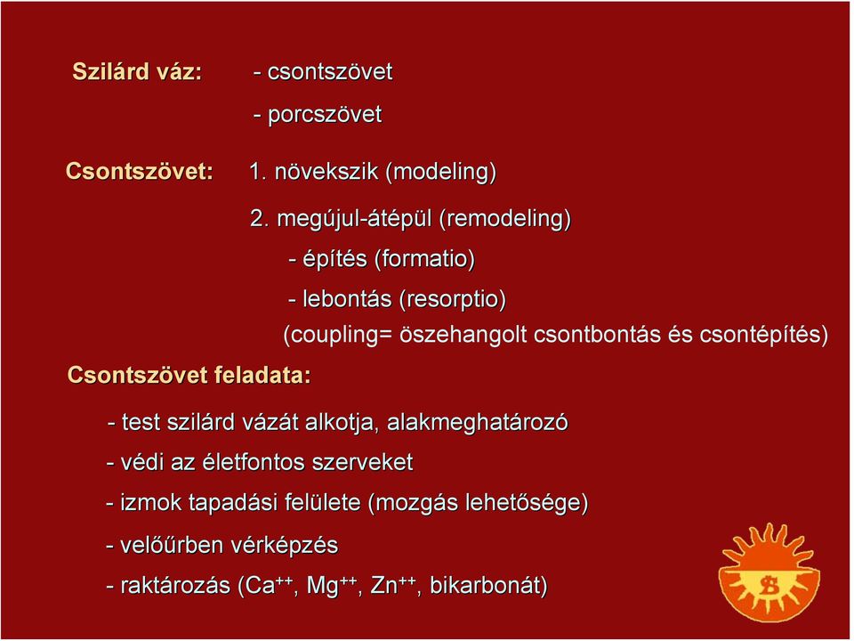 szilárd vázát v t alkotja, alakmeghatároz rozó - védi az életfontos szerveket - izmok tapadási felülete lete (mozgás s