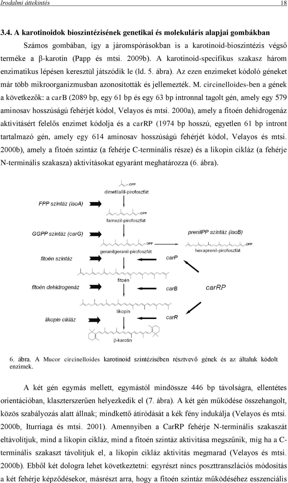 A karotinoid-specifikus szakasz három enzimatikus lépésen keresztül játszódik le (ld. 5. ábra). Az ezen enzimeket kódoló géneket már több mikroorganizmusban azonosították és jellemezték. M.