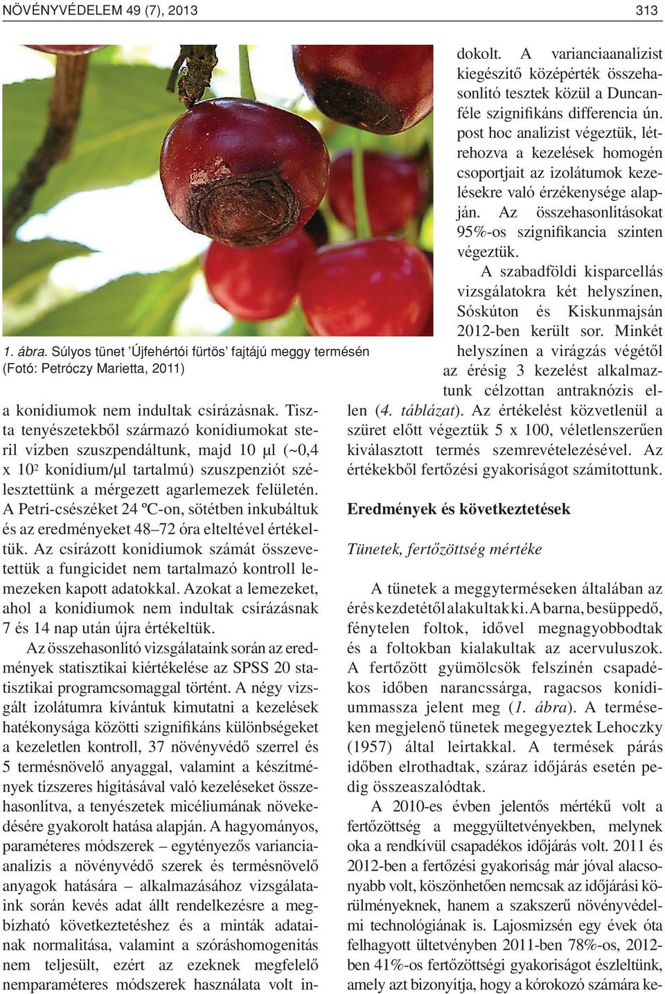 A Petri-csészéket 24 ºC-on, sötétben inkubáltuk és az eredményeket 48 72 óra elteltével értékeltük.