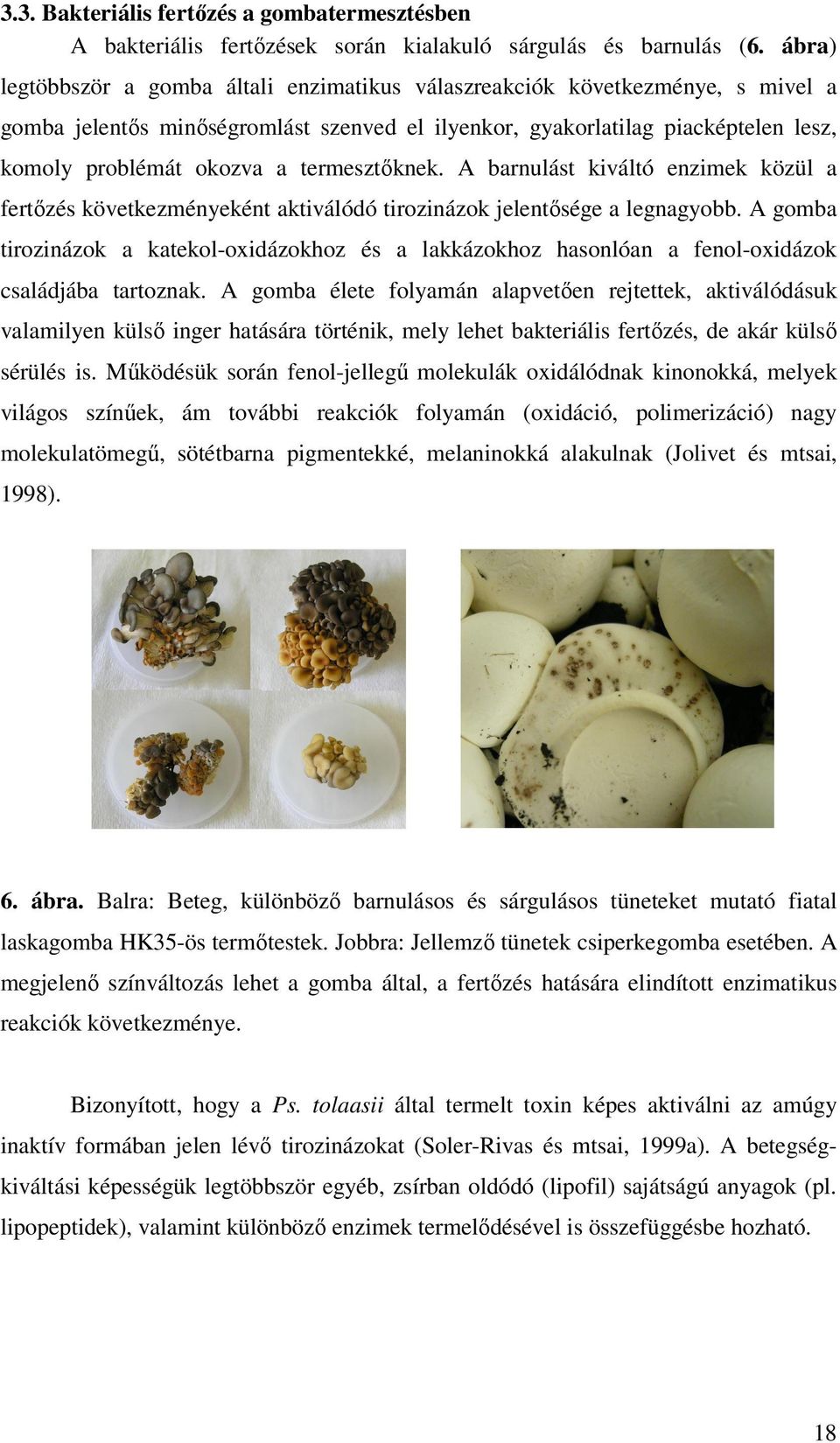 termesztıknek. A barnulást kiváltó enzimek közül a fertızés következményeként aktiválódó tirozinázok jelentısége a legnagyobb.