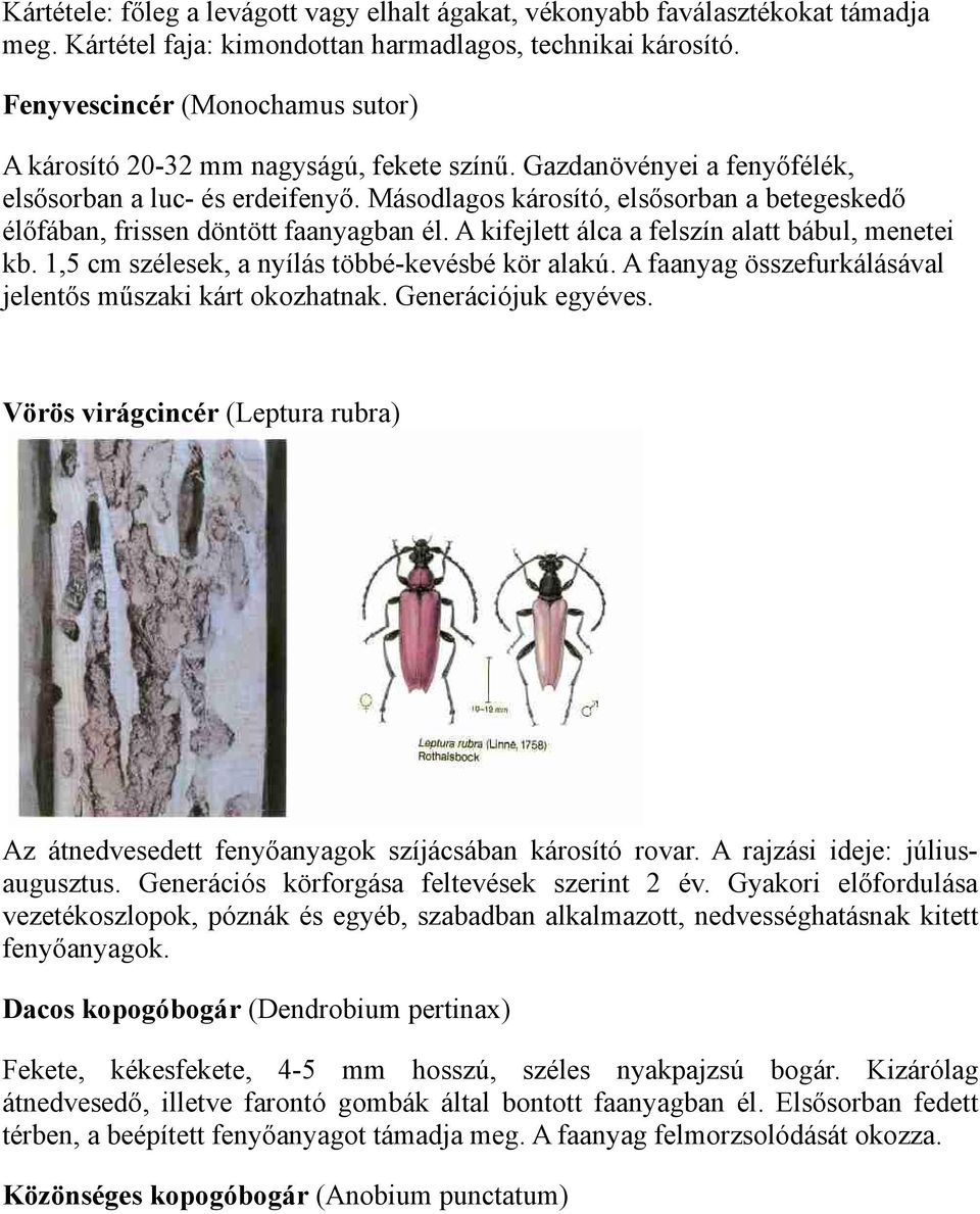 Másodlagos károsító, elsősorban a betegeskedő élőfában, frissen döntött faanyagban él. A kifejlett álca a felszín alatt bábul, menetei kb. 1,5 cm szélesek, a nyílás többé-kevésbé kör alakú.