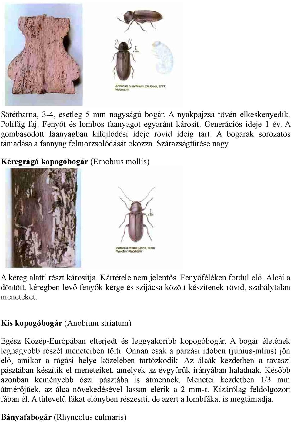 Kéregrágó kopogóbogár (Ernobius mollis) A kéreg alatti részt károsítja. Kártétele nem jelentős. Fenyőféléken fordul elő.